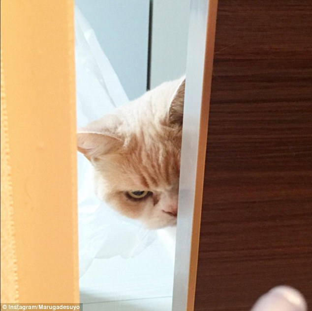 Koyuki: la gata japonesa que amenaza con destronar al &lsquo;Gato Gru&ntilde;&oacute;n&rsquo;
